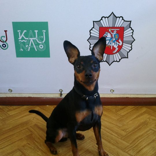 Iliustracija
