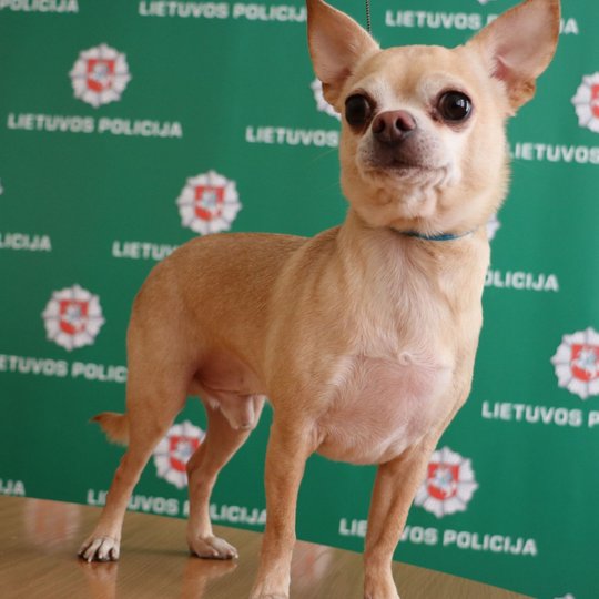 Iliustracija